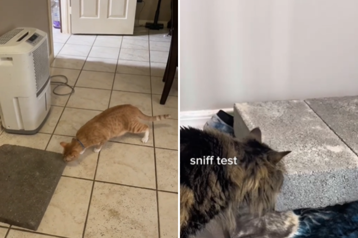 Gatos, incluindo concreto