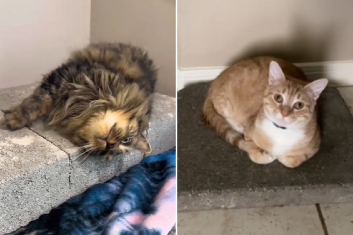 Gatos estão gostando de concreto