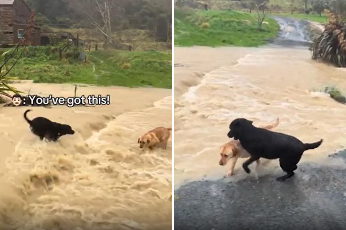 Dog rescue