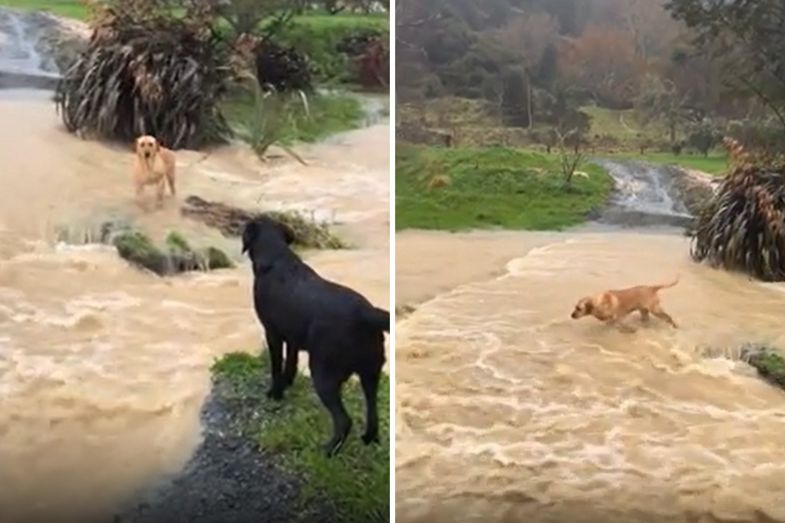 浸水した道に閉じ込められた犬 – ラブラドールが心温まる「救助ミッション」をリードしています