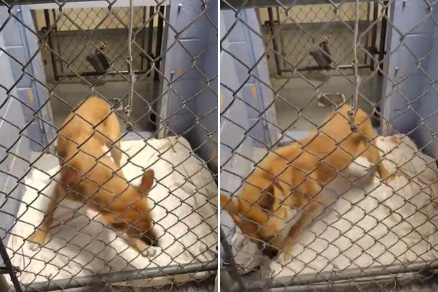 Video of Shelter Dog Pacing Goes Viral As Staff Say: Nothing Comforts Her Video of Shelter Dog Pacing Goes Viral As Staff Say: Nothing Comforts Her