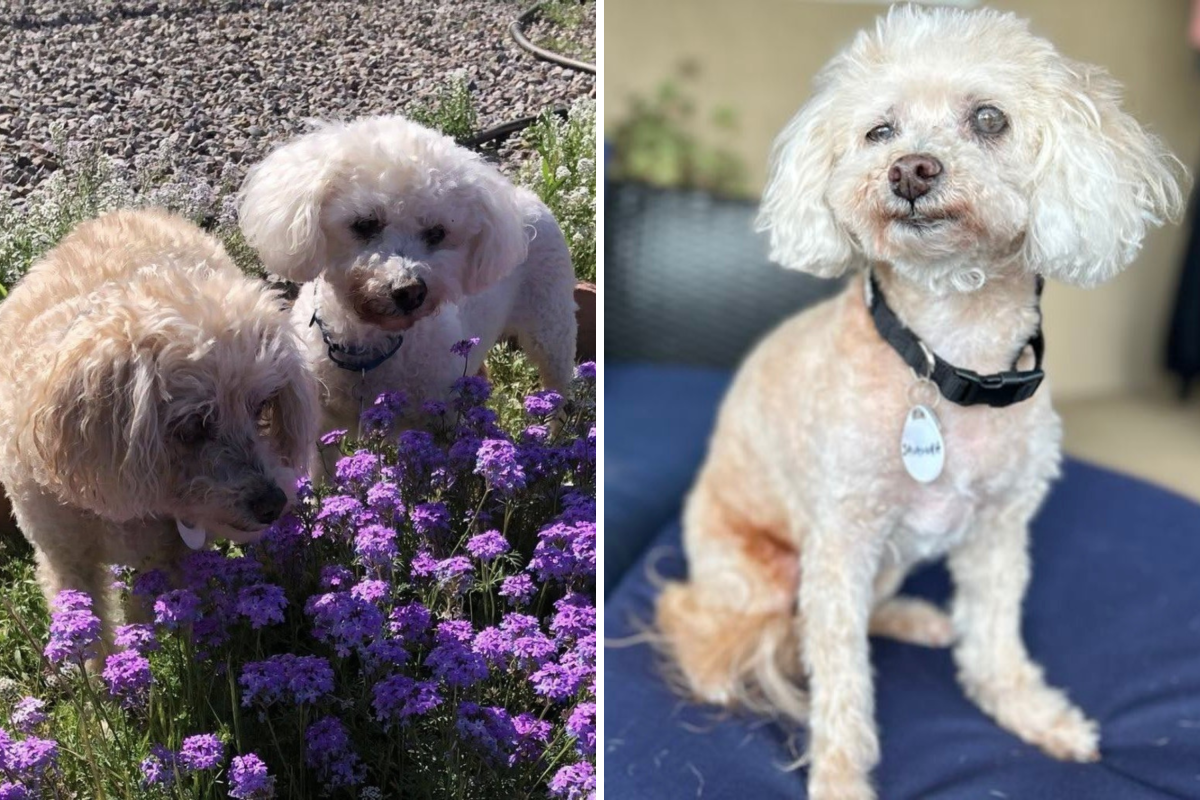 Split image of Oliver and Savannah.