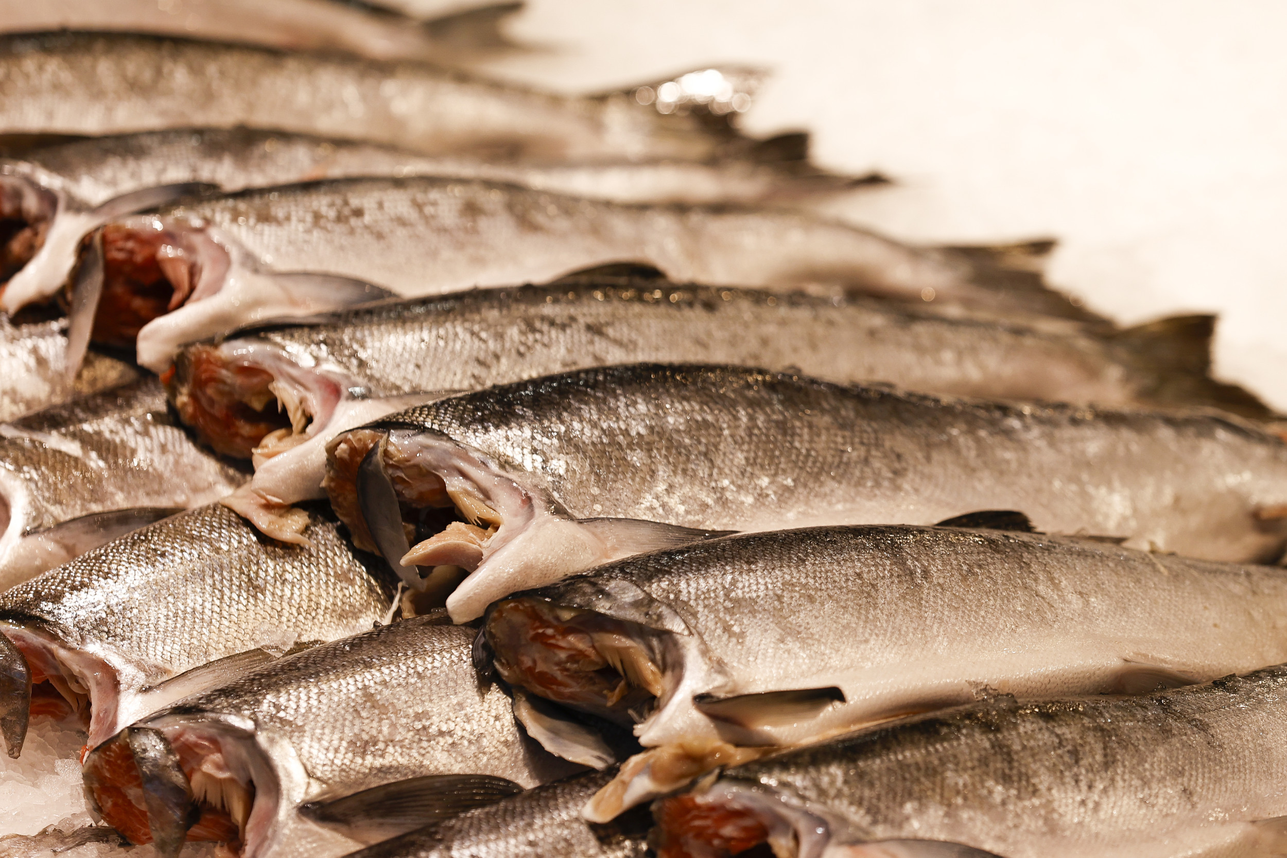 https://d.newsweek.com/en/full/2684240/fish.jpg