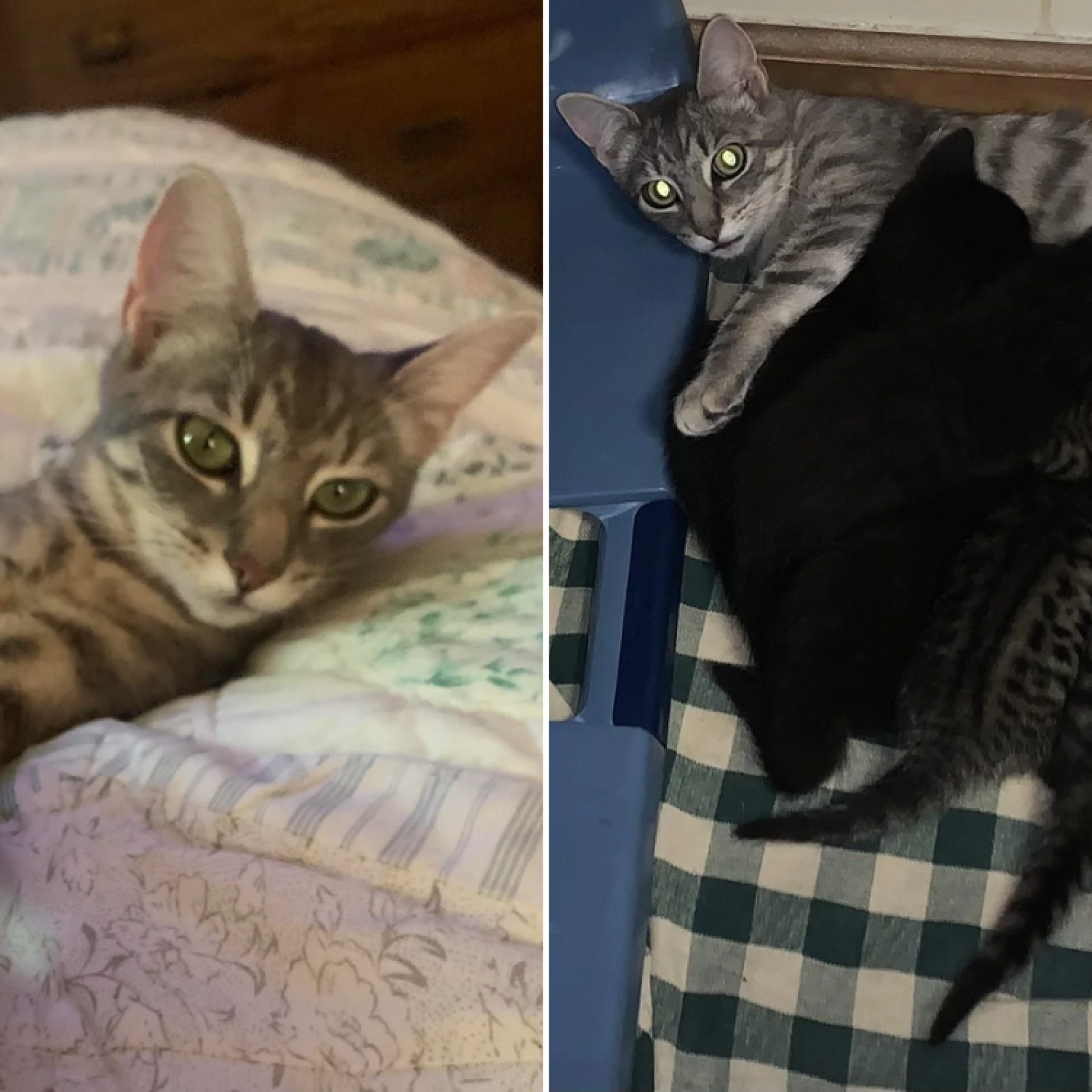 Can You Change a Rescue Cats Name? Expert Tips Revealed