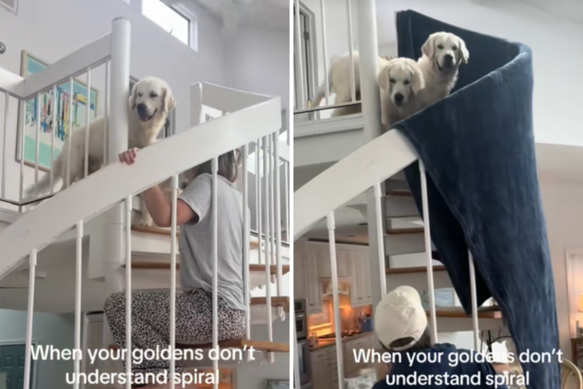 Goldens