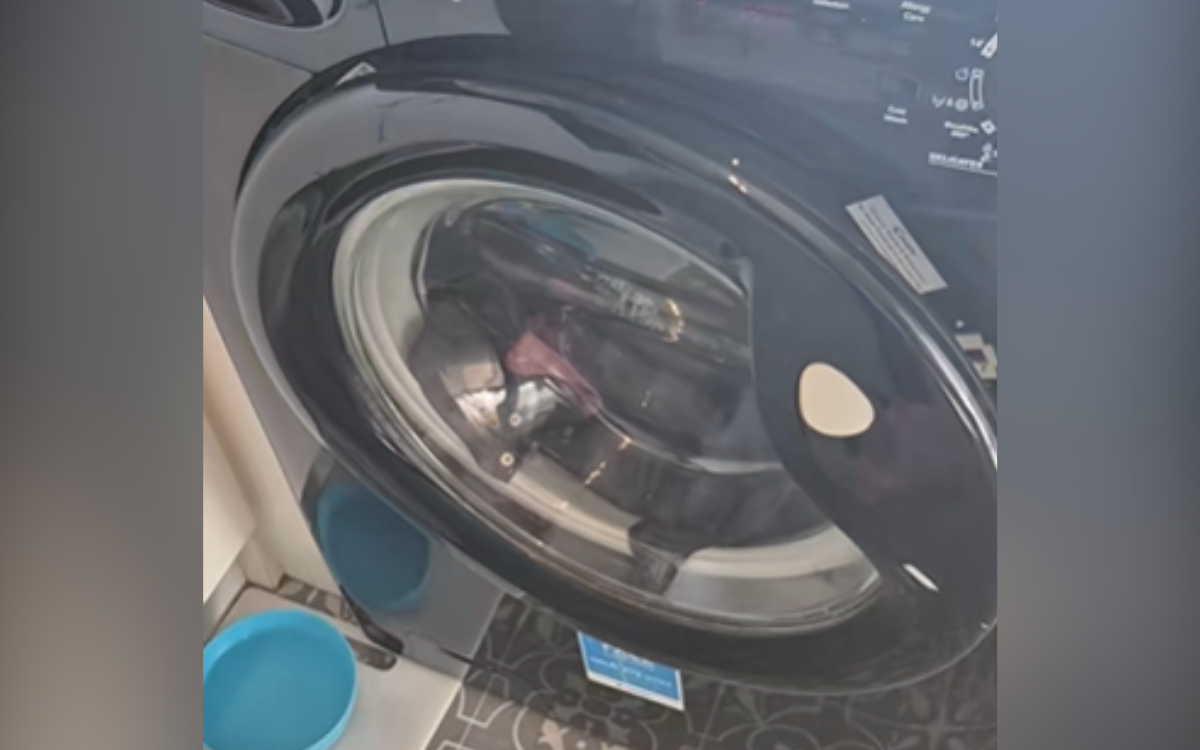 Woman Panicked Cat Was Trapped in Washer, Then She Looked Closer