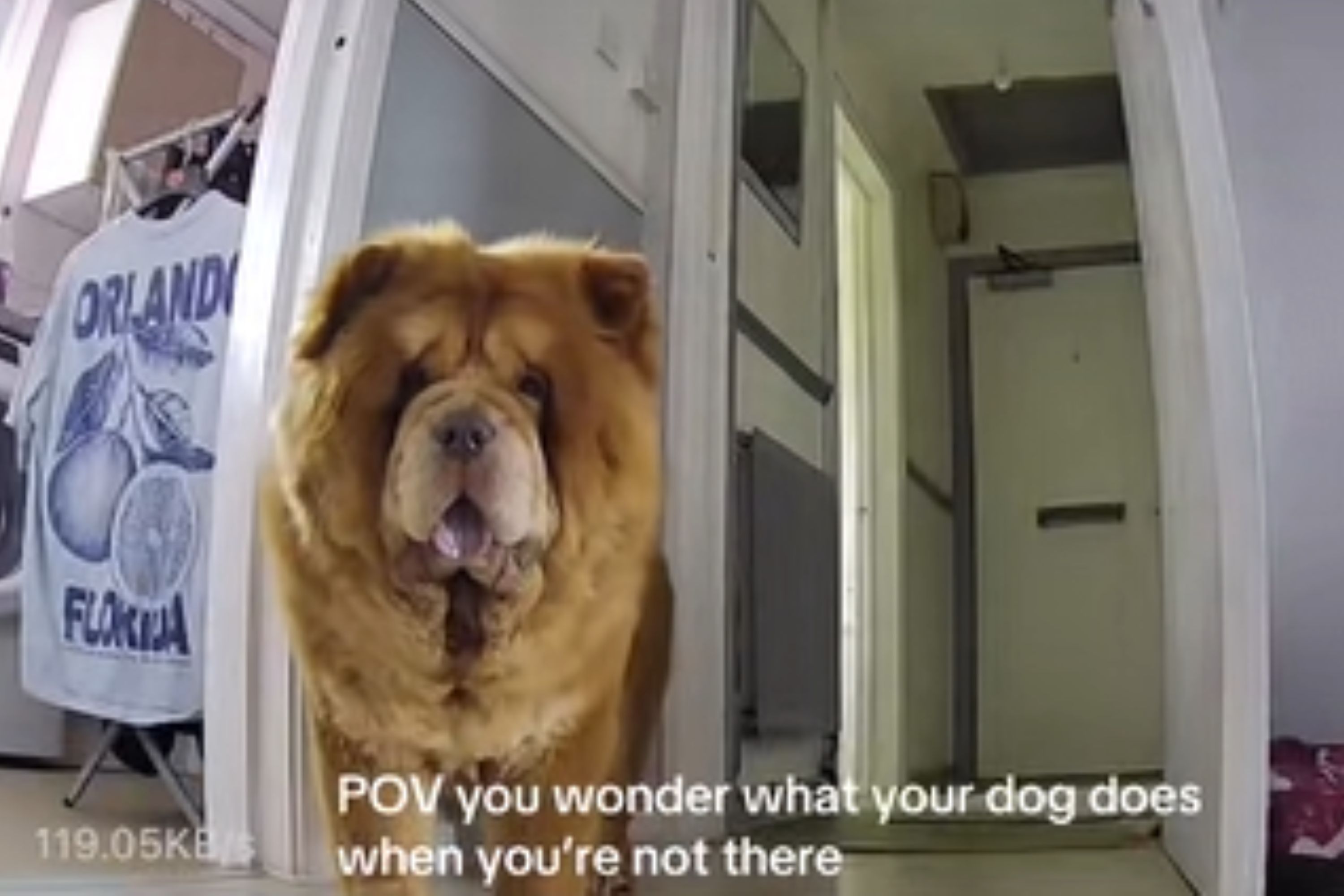 Owner Wonders What Dog Does Home Alone—Instant Tears When She Watches Cam Owner Wonders What Dog Does Home Alone—Instant Tears When She Watches Cam