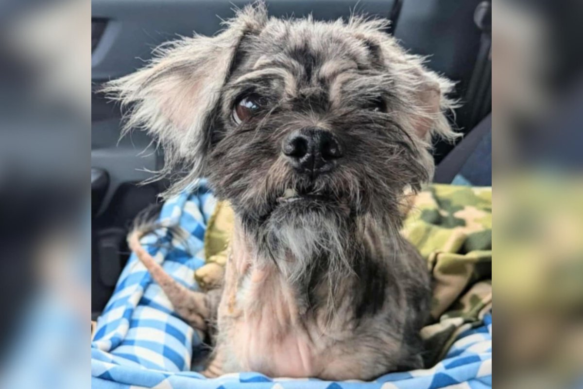 O cão feio do mundo para adoção