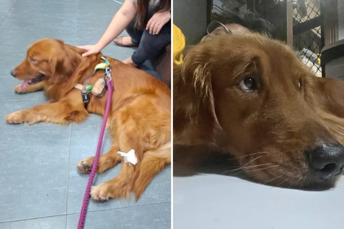 Dog alone for first time