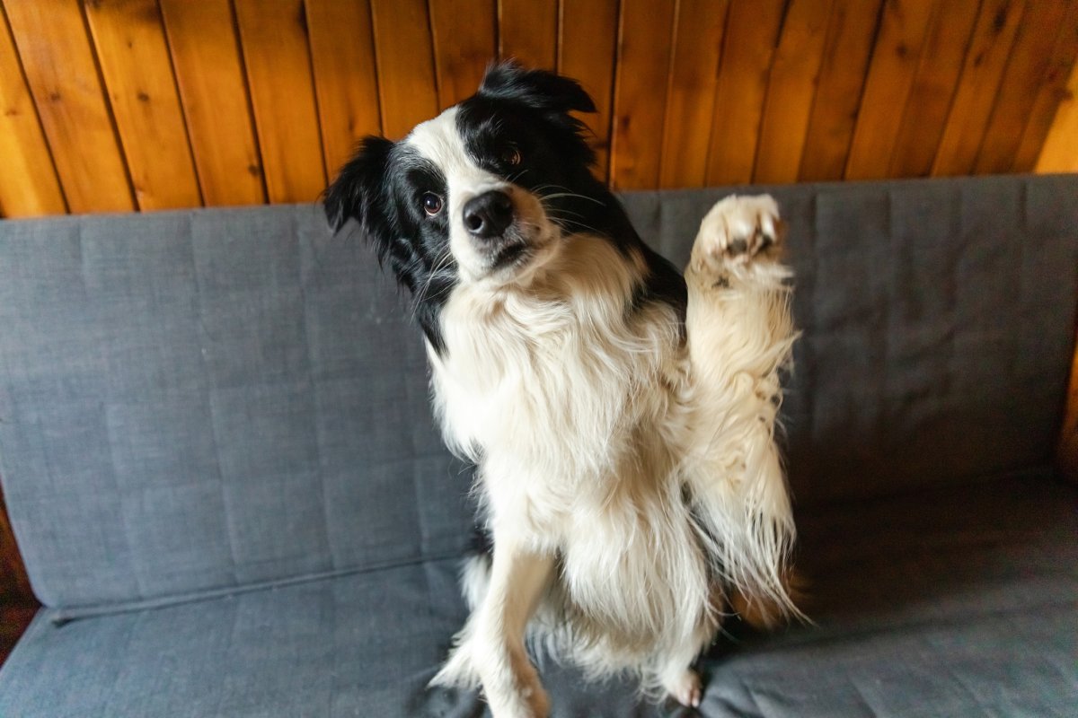 Stock image of border collie.