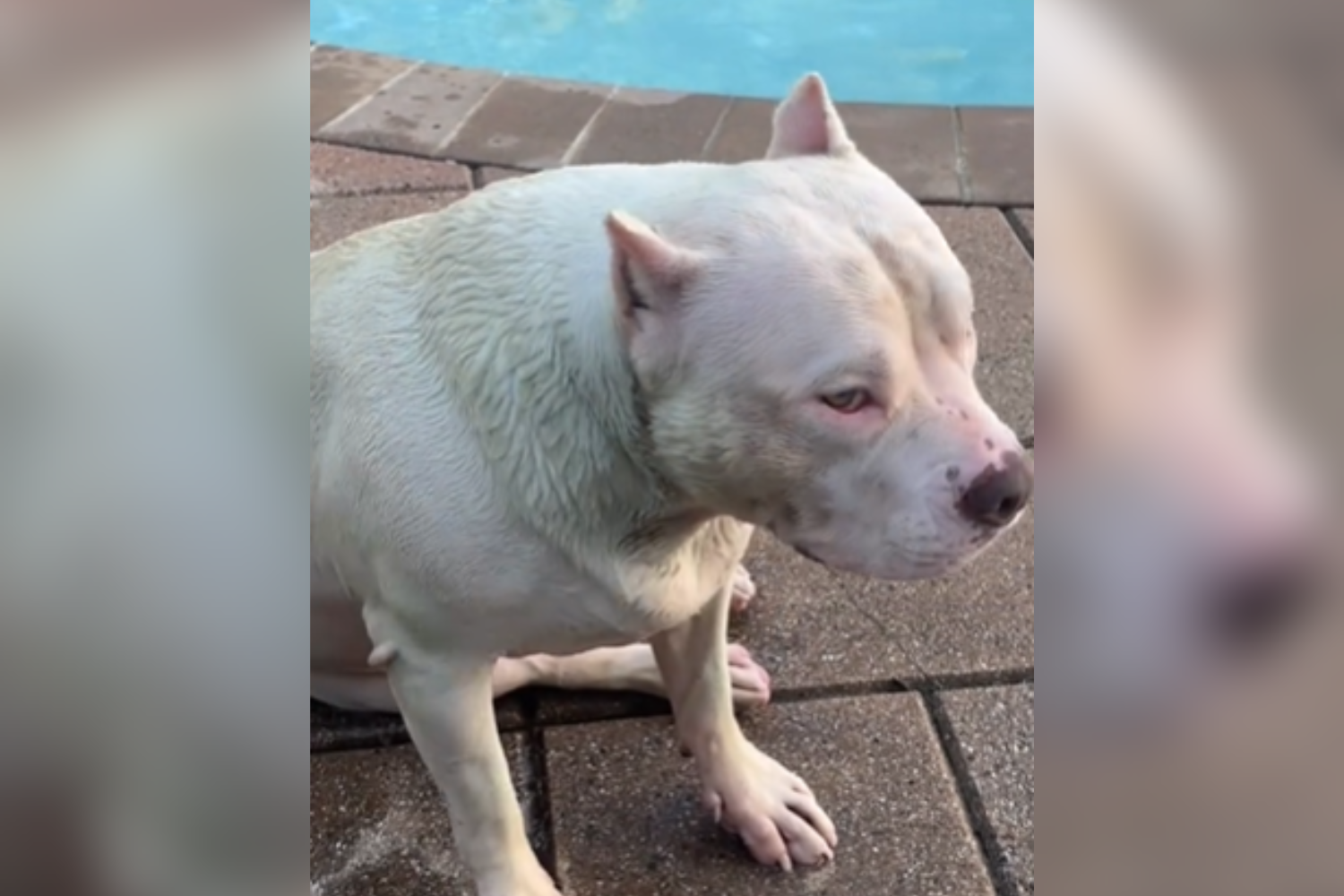 Woman Discovers Dog Has Turned Green&mdash;Hysterics As She Learns Reason