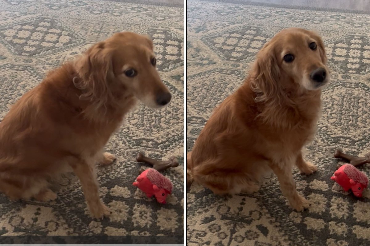 Golden retriever looking at owner
