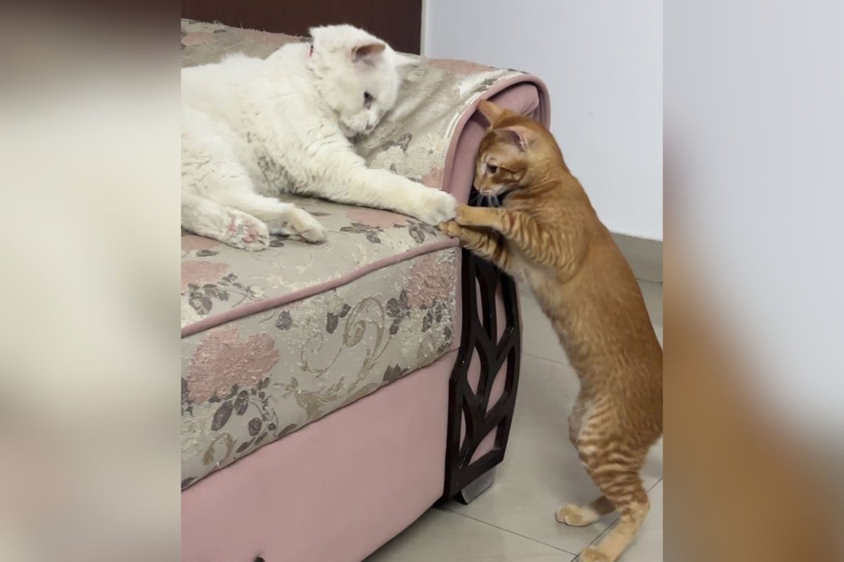 Two cats touching paws