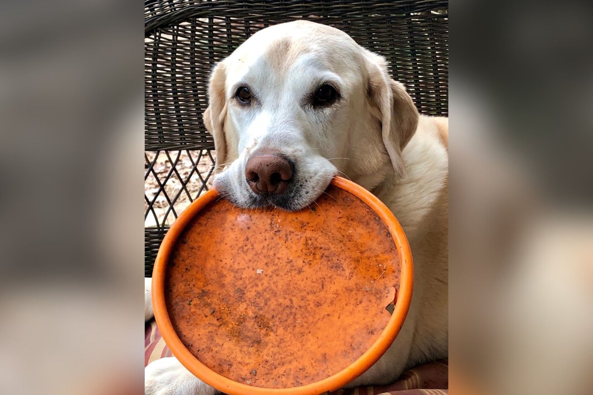 Sosteniendo el perro de Frisby
