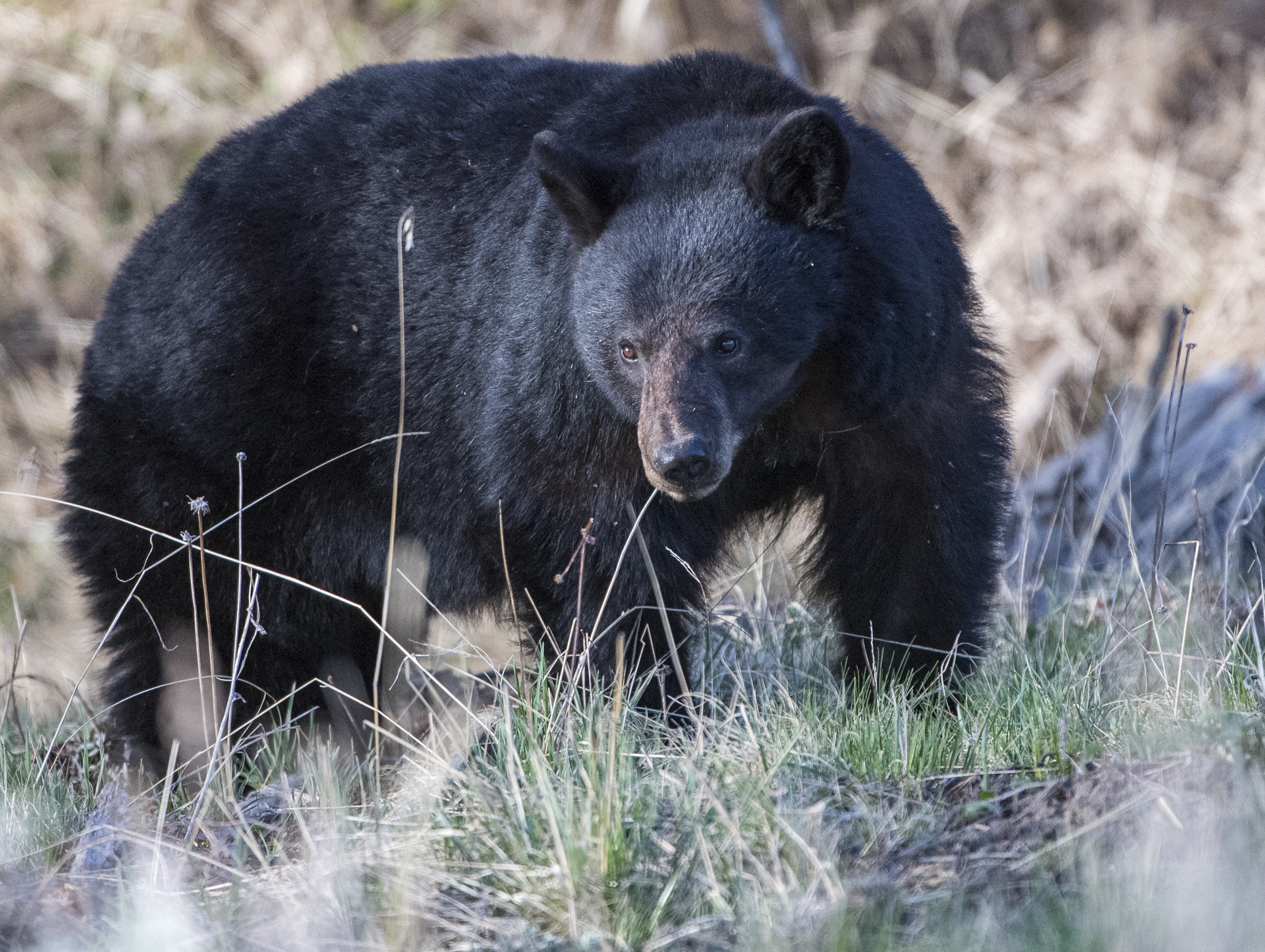 Black Bear Killed at Yellowstone After Becoming Food-Conditioned