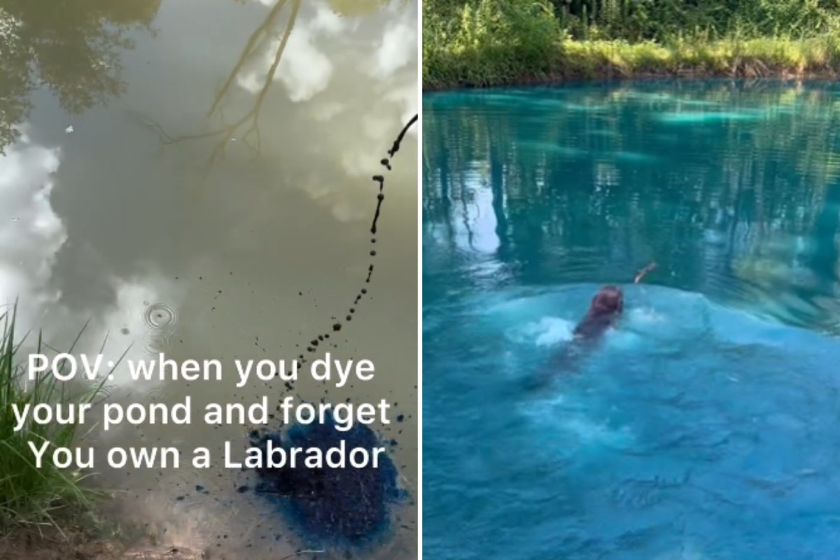 Blue dyed pool