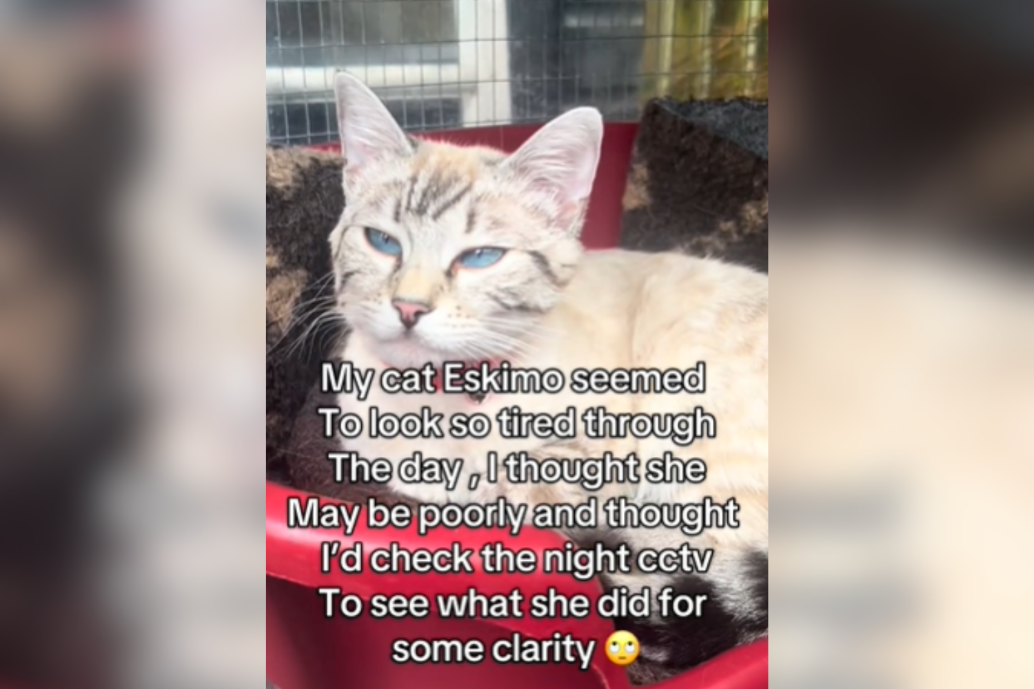 Owner Worried Cat Seems Tired&mdash;Cant Cope With What Petcam Reveals