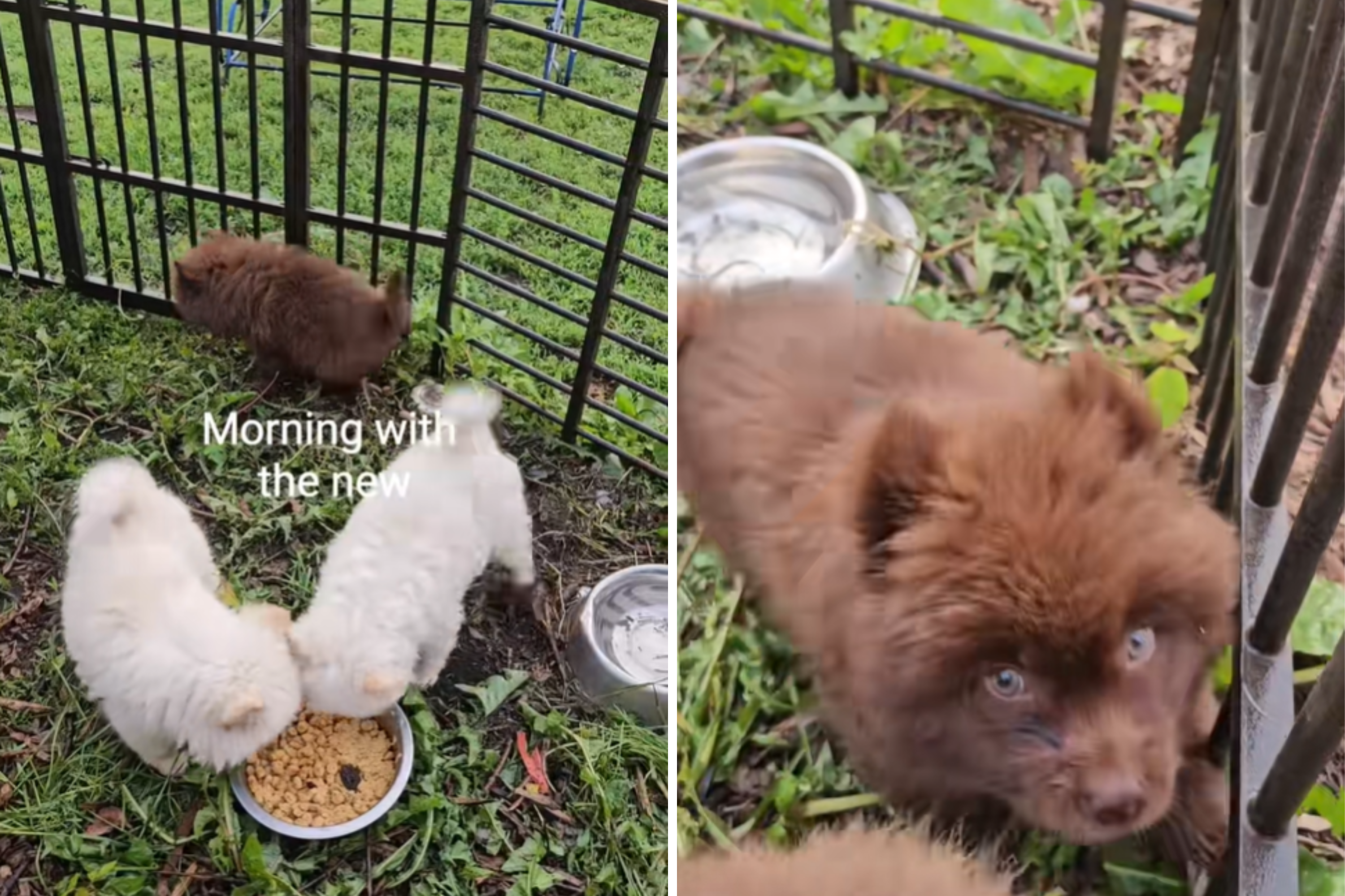 Special Needs Puppies With Uncontrollable Shaking Get Second Chance