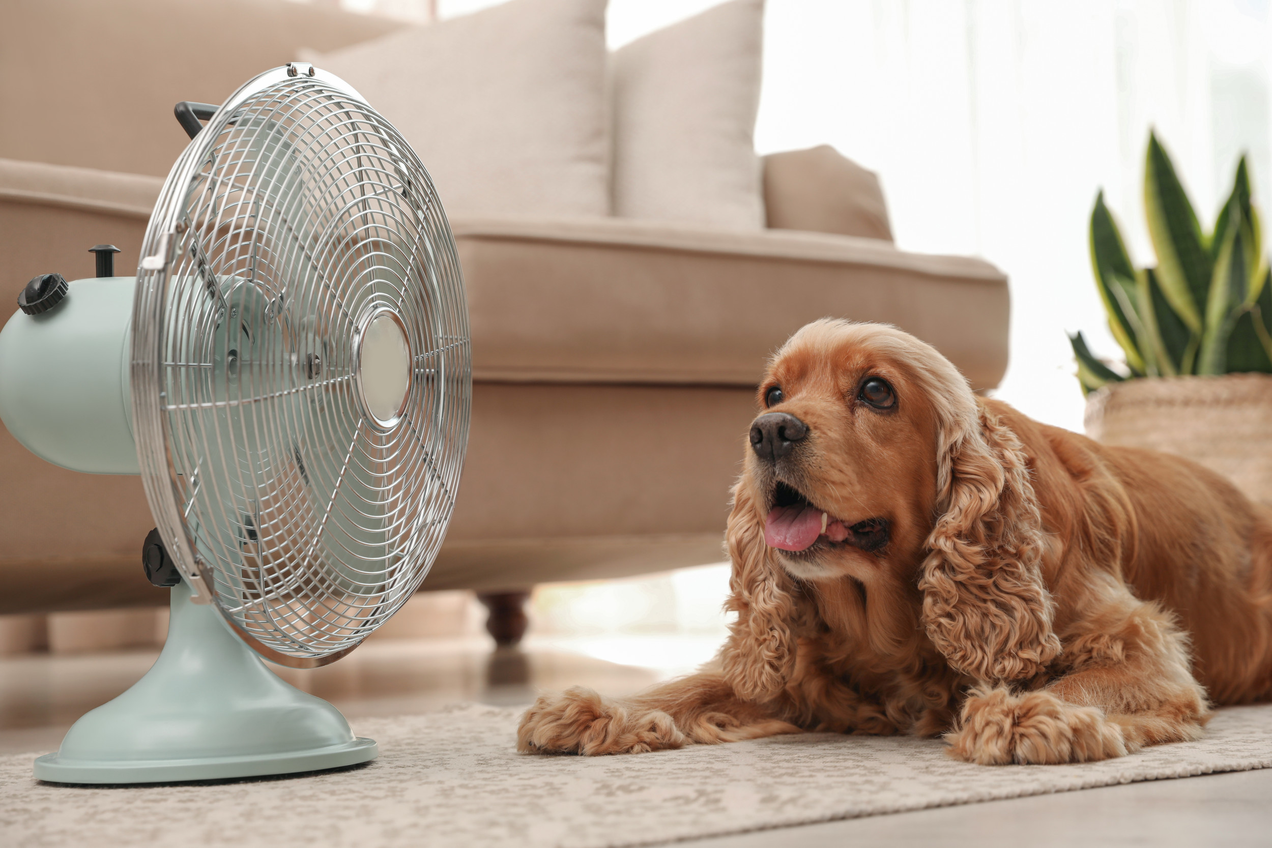Hidden Heat Risk: Why Pets Aren’t Safe Indoors This Summer