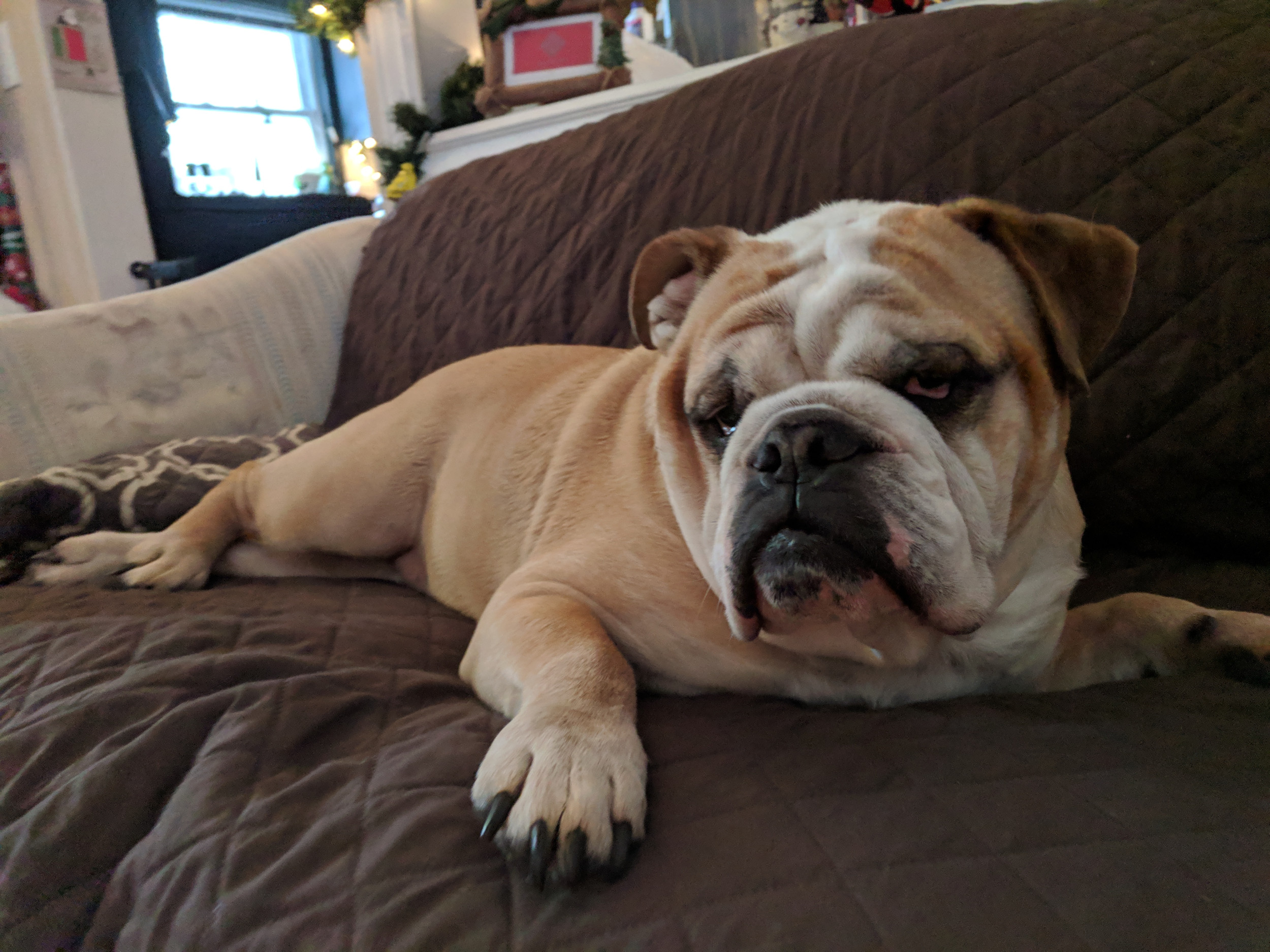 Puppy Left Home Alone Outside Crate, Owner Films Disaster They Return To Puppy Left Home Alone Outside Crate, Owner Films Disaster They Return To