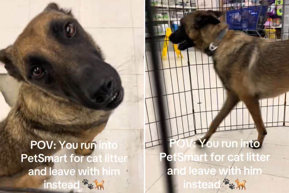 Woman Goes to PetSmart for Cat Litter, Then She Sees a Rescue Dog