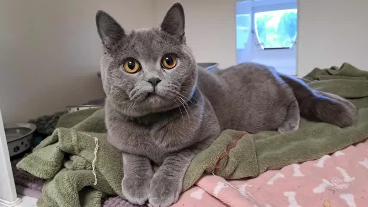 British Blue Cat Rescue: Ultimate Guide to Saving These Gems