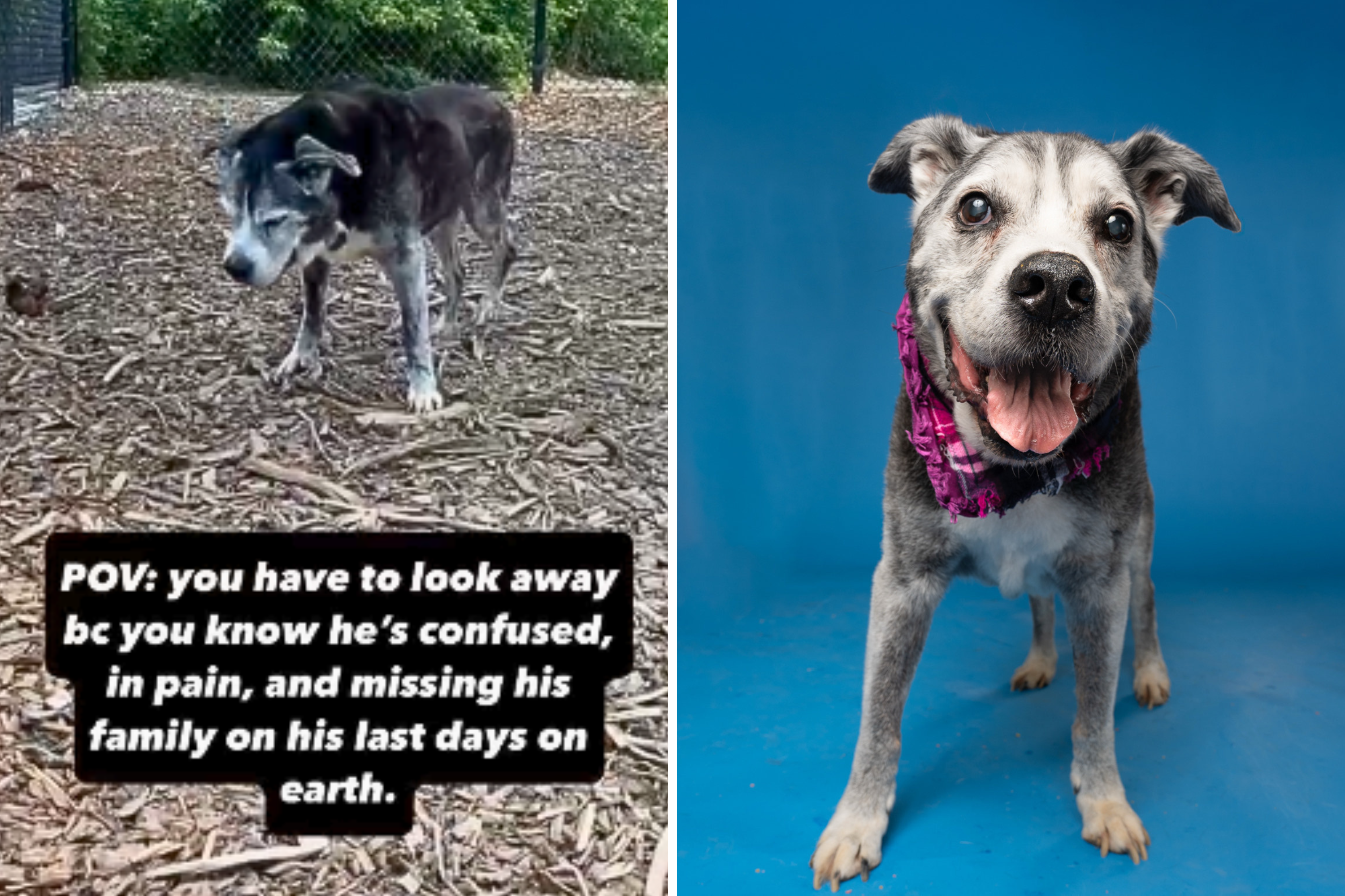 Senior Dog Left at Shelter Is Hours From Euthanasia, Then a Miracle Happens
