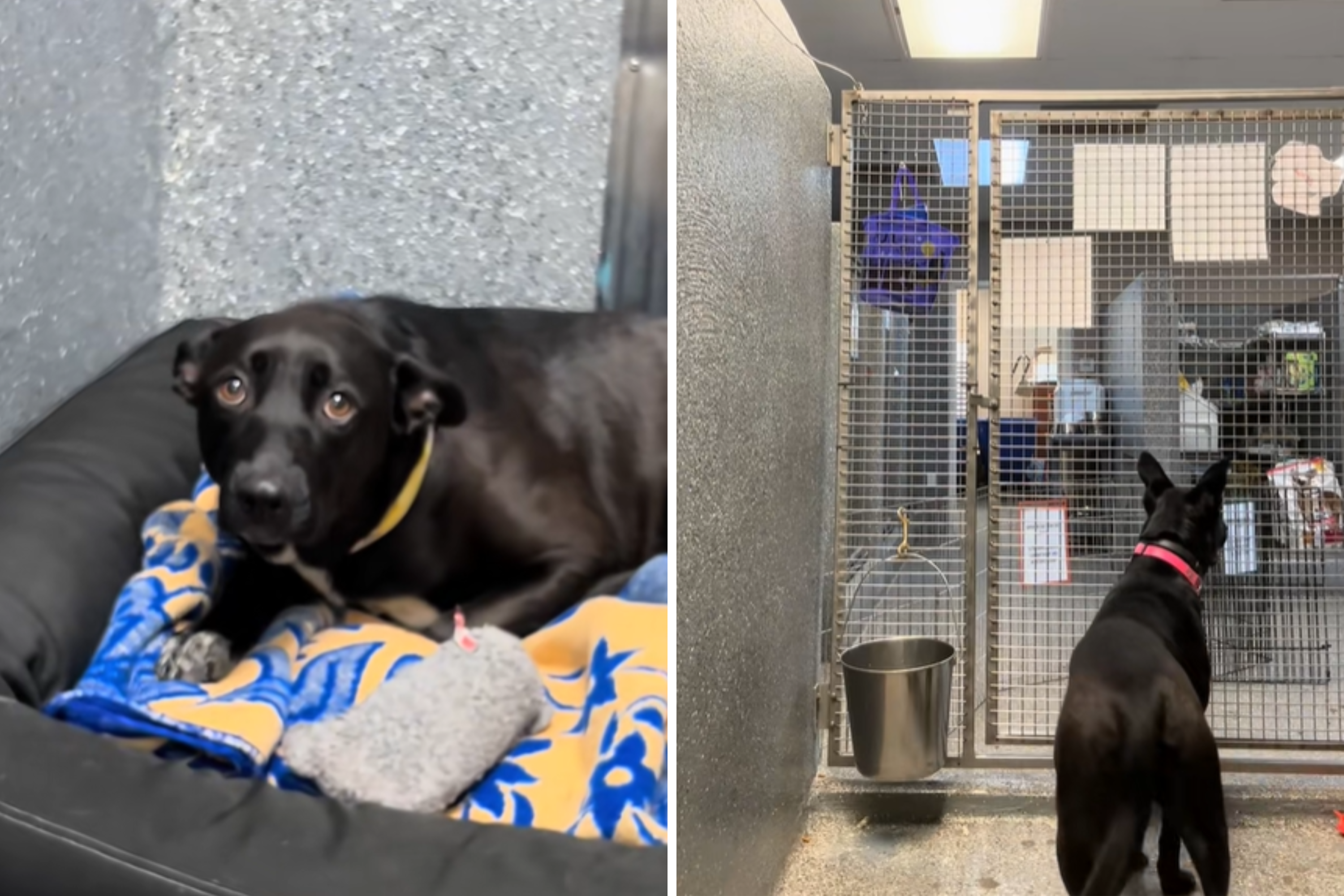 Dog in Shelter for Over 365 Days Still Looking for a Forever Home