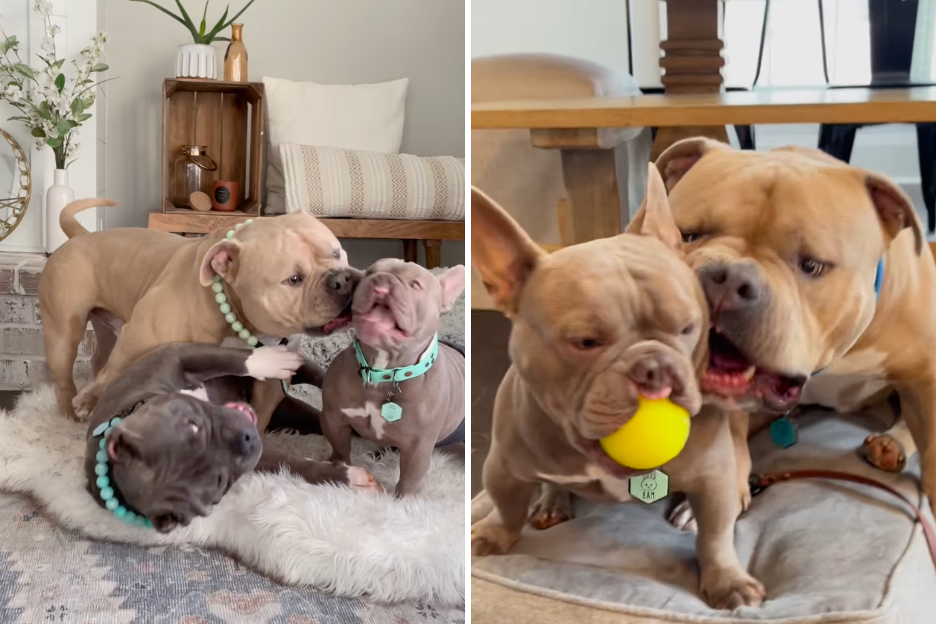 American Bully With 'Huge' Head Looks Menacing Until Viewers See His Bite