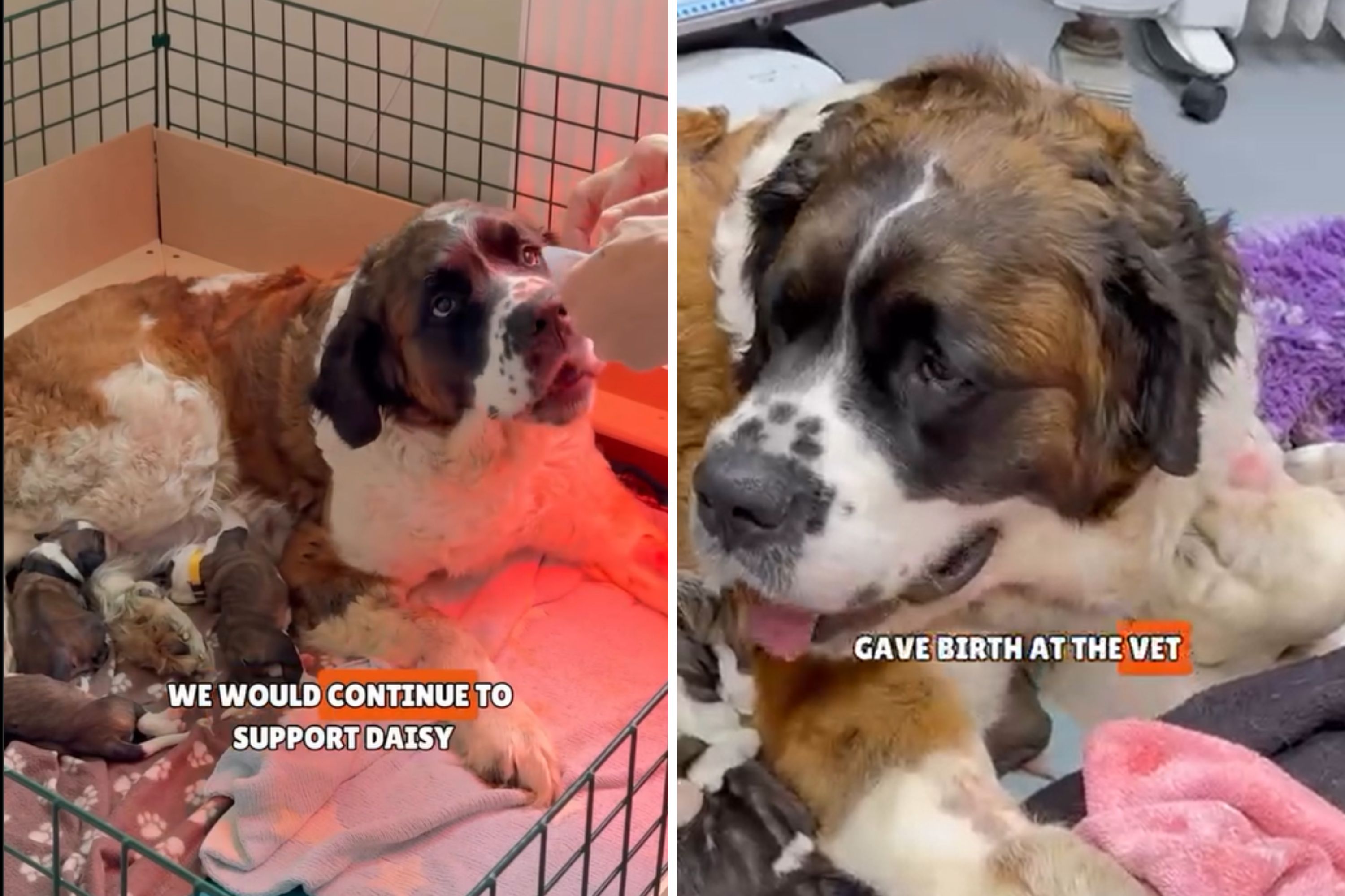 Pregnant Rescue Dog Gives Birth, Moment She Attacks Owner Caught on Camera Pregnant Rescue Dog Gives Birth, Moment She Attacks Owner Caught on Camera