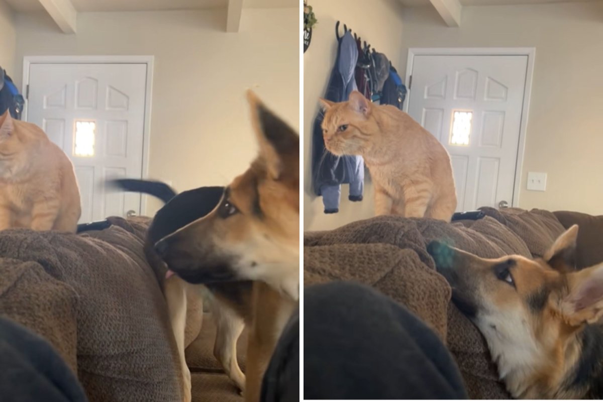 Dog tries befriending cat