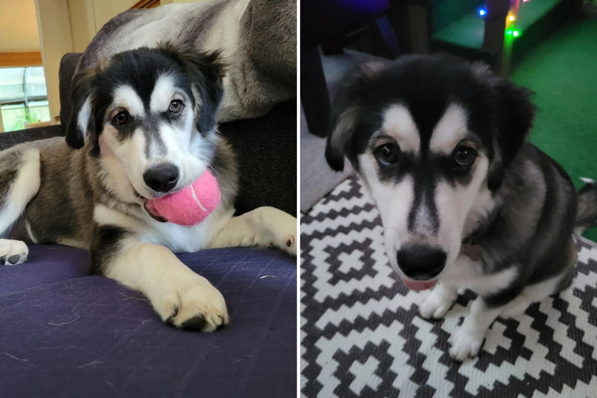 Bess the dog