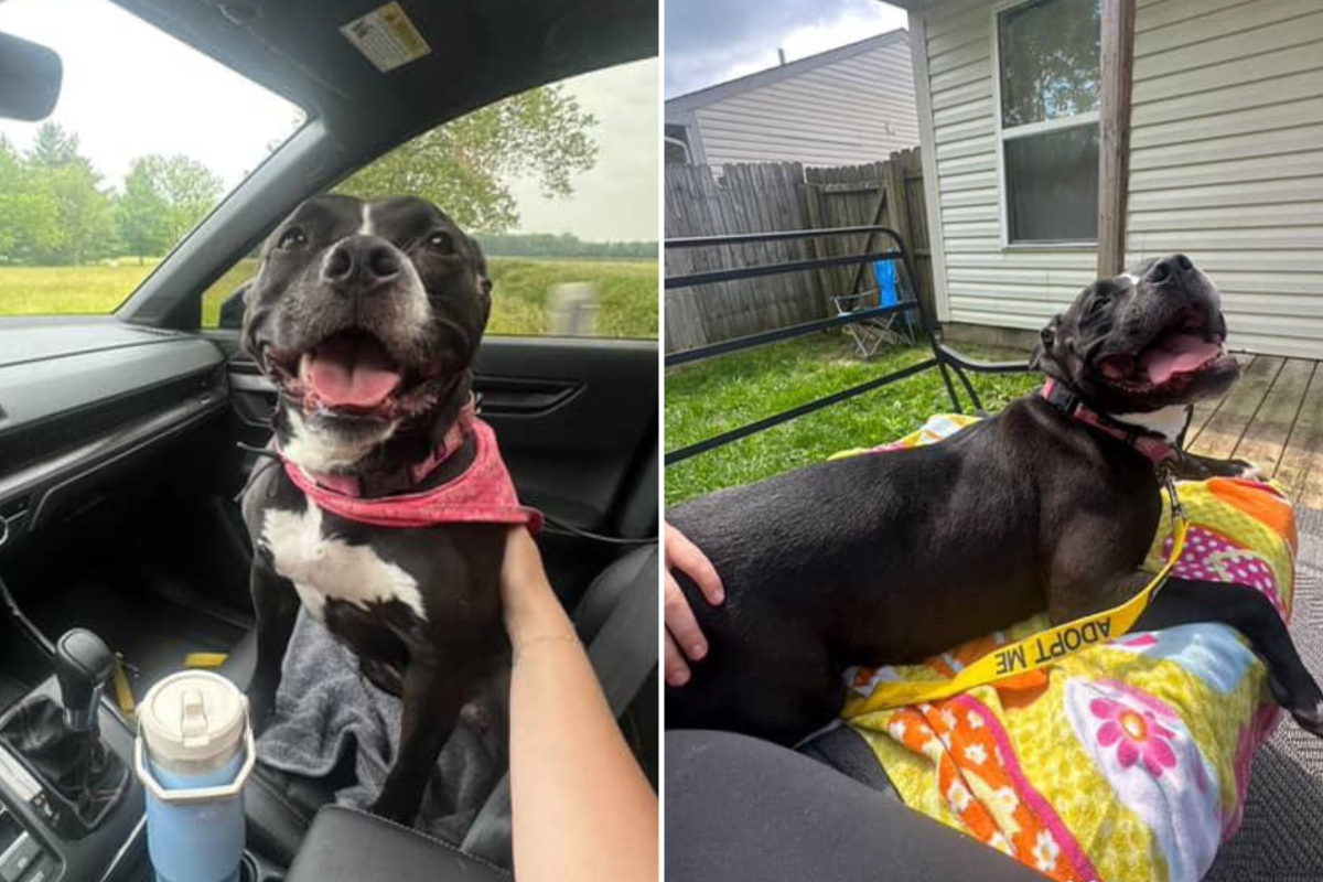Sheba adopted