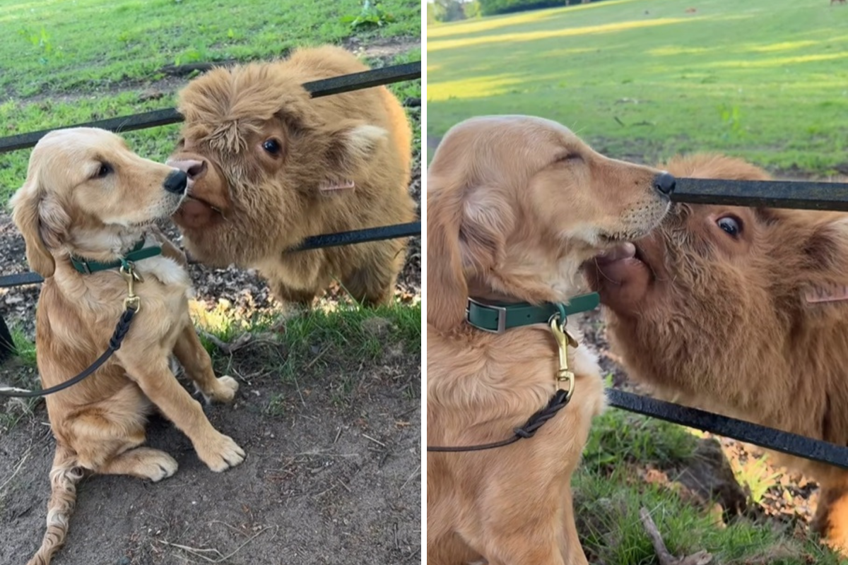 Dog and cow