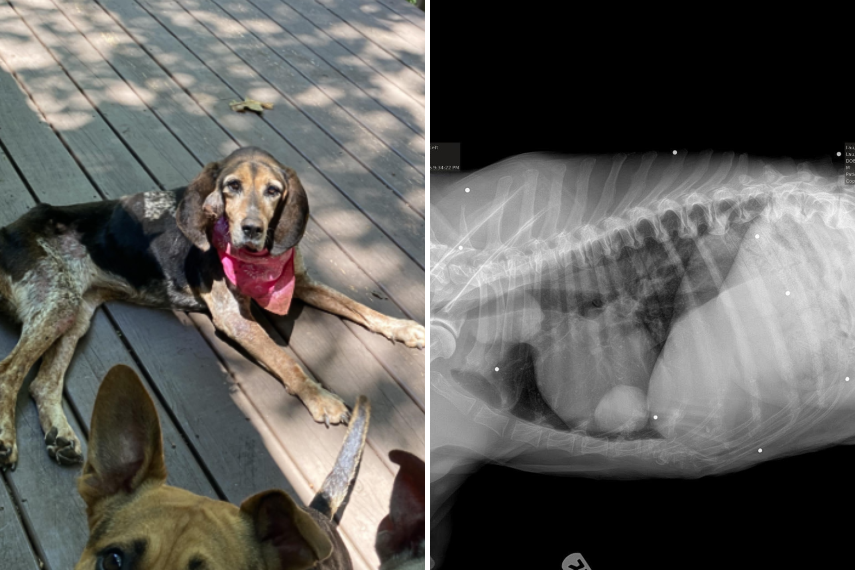 Couple Take in Malnourished Dog&mdash;X-Ray Reveals Chilling Secret