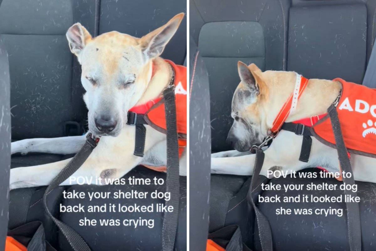 The refuge dog cries by car