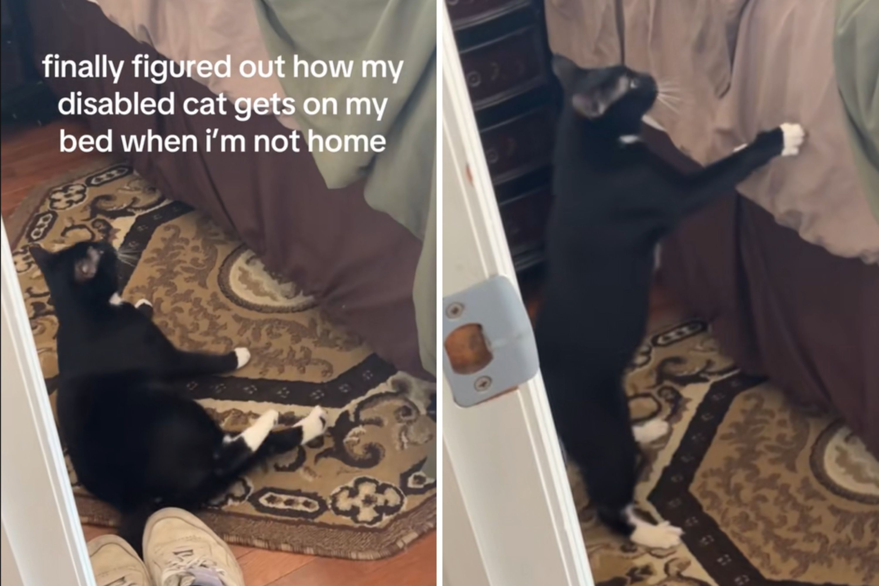 “Shocking Footage Reveals Man’s Heartwarming Act to Help Disabled Feline onto Bed”