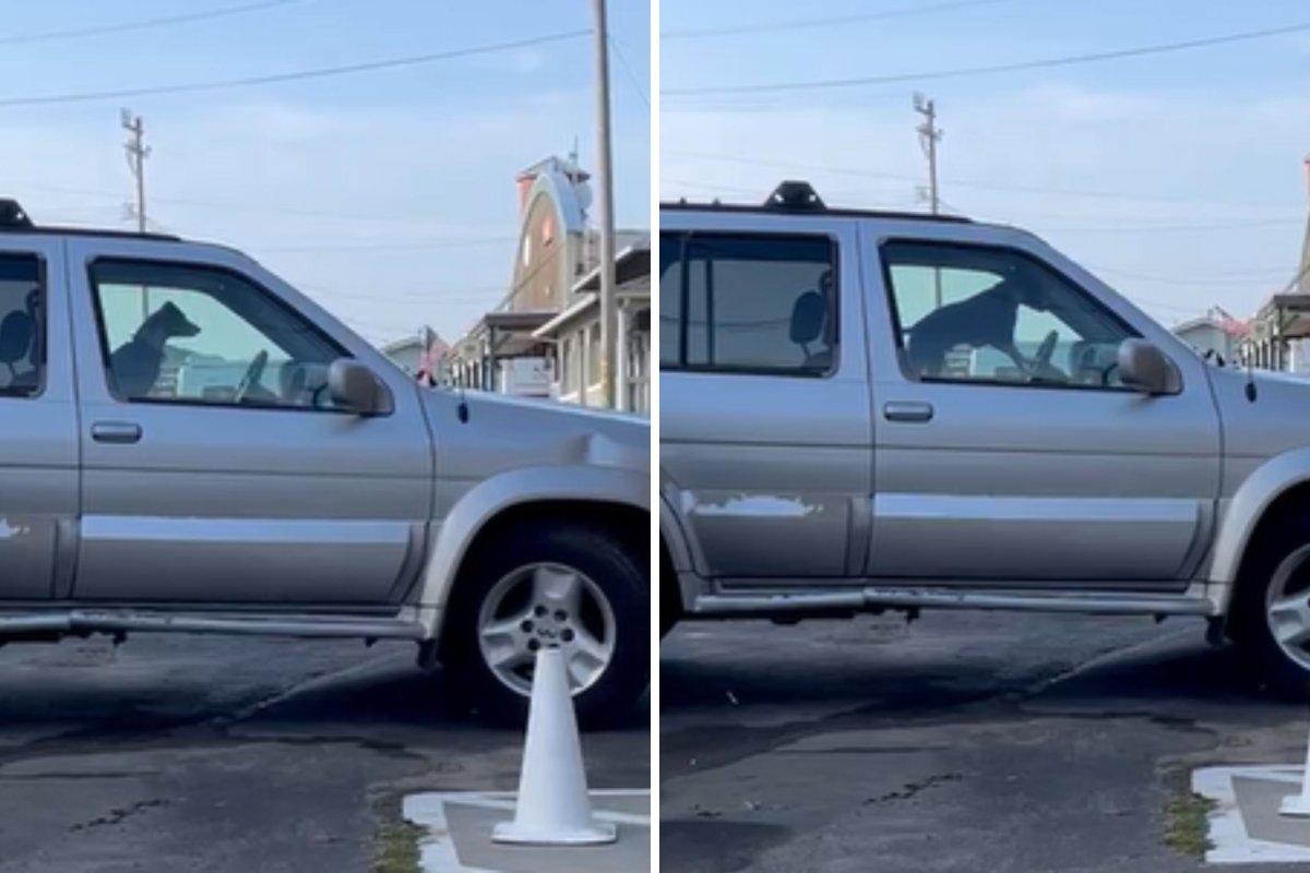 Dog Waiting in Car Honks to Hurry Owner out of Café—Wins ‘Pet of the Week’