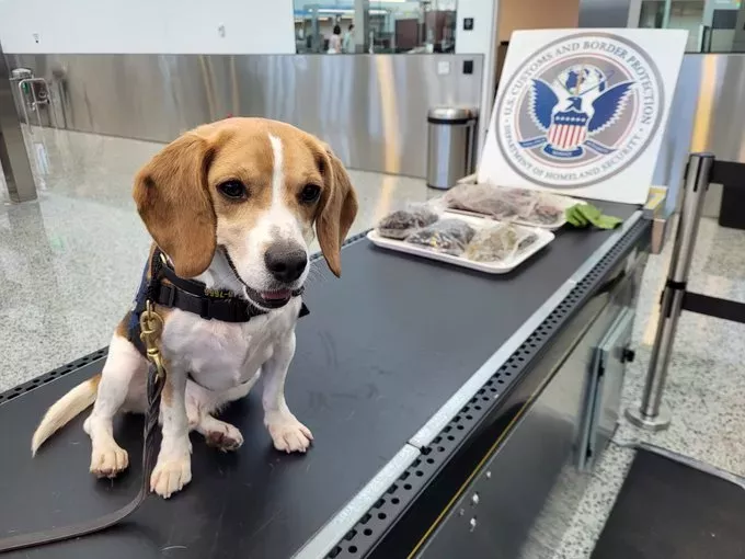 https://d.newsweek.com/en/full/2690710/seattle-airport-discovery.webp