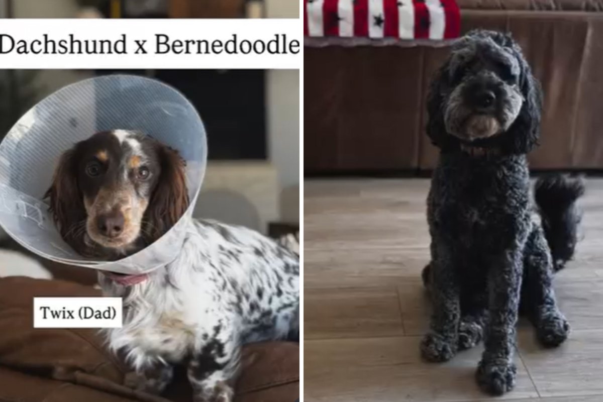 Padres Dachshund y BernedodeDle
