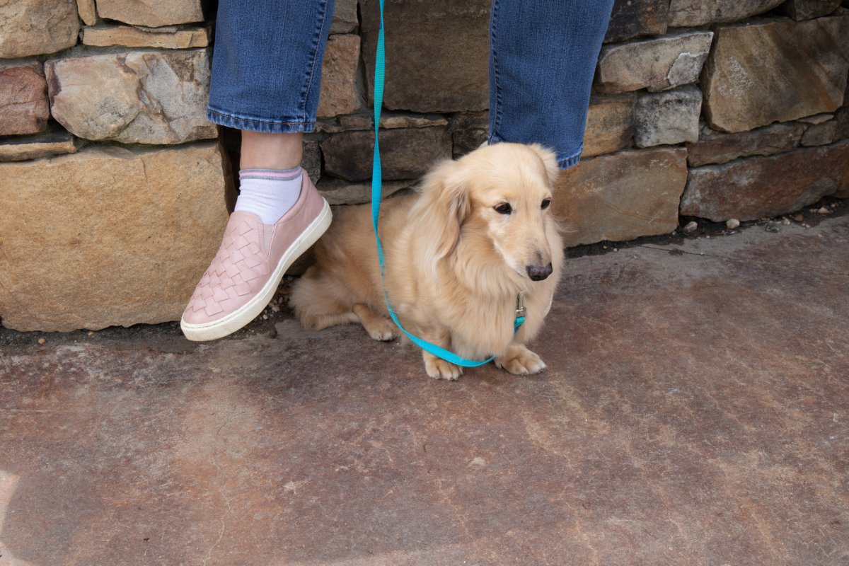 Cream Shaded Dachshund On Leash