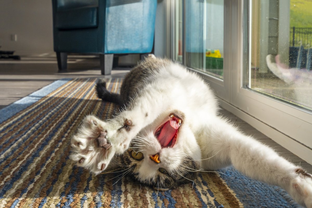 A cat stretches by a window
