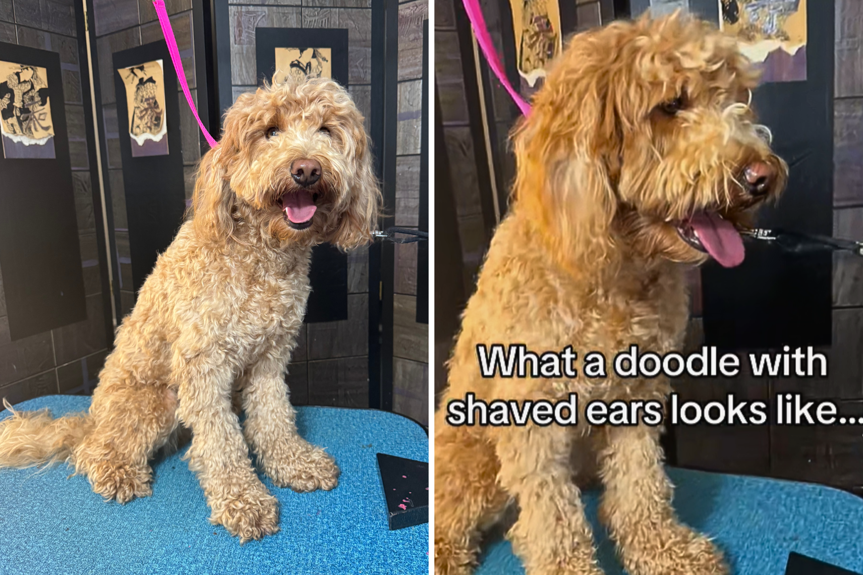 Dog Grooming Before And After: Stunning Transformations