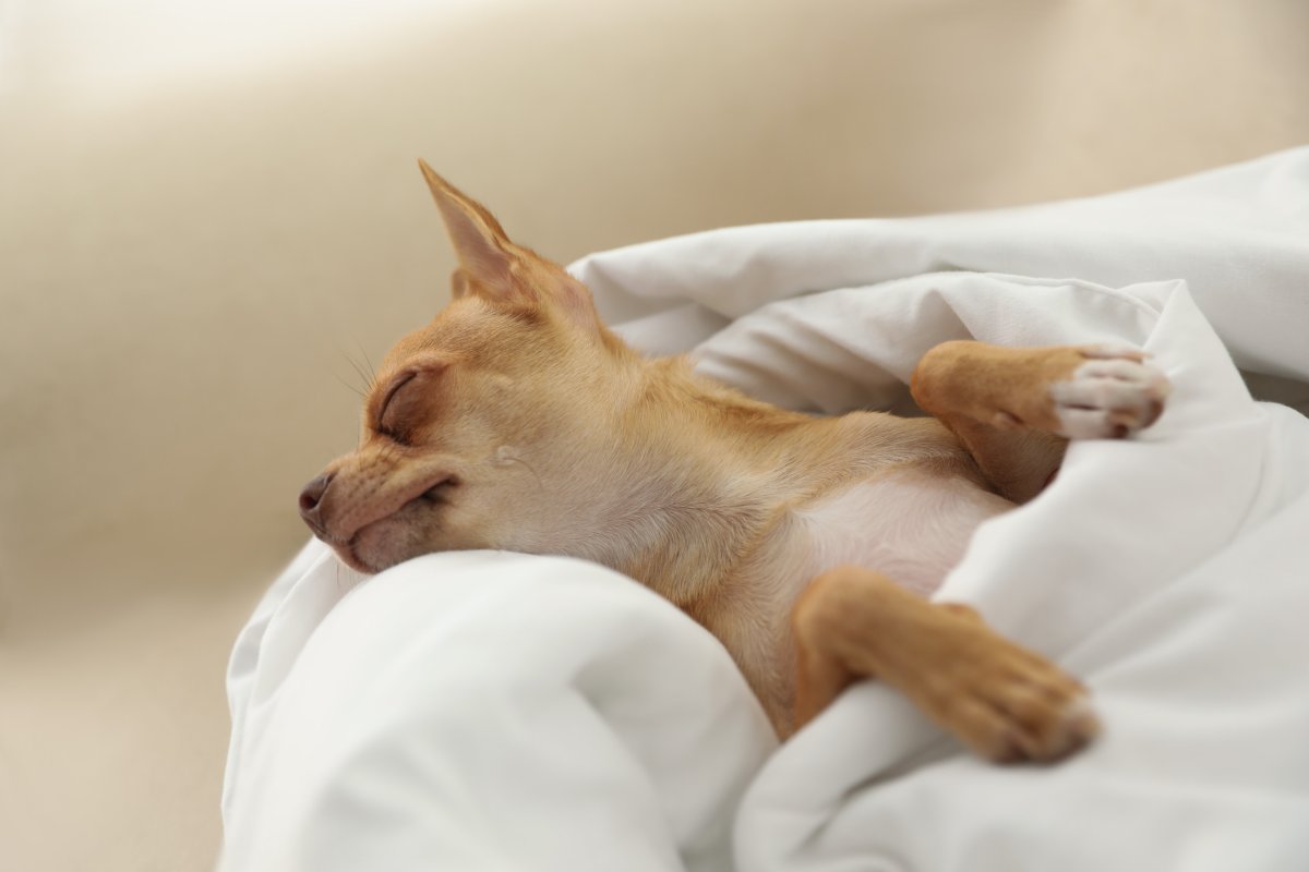 Chihuahua Sleeps Under Blanket