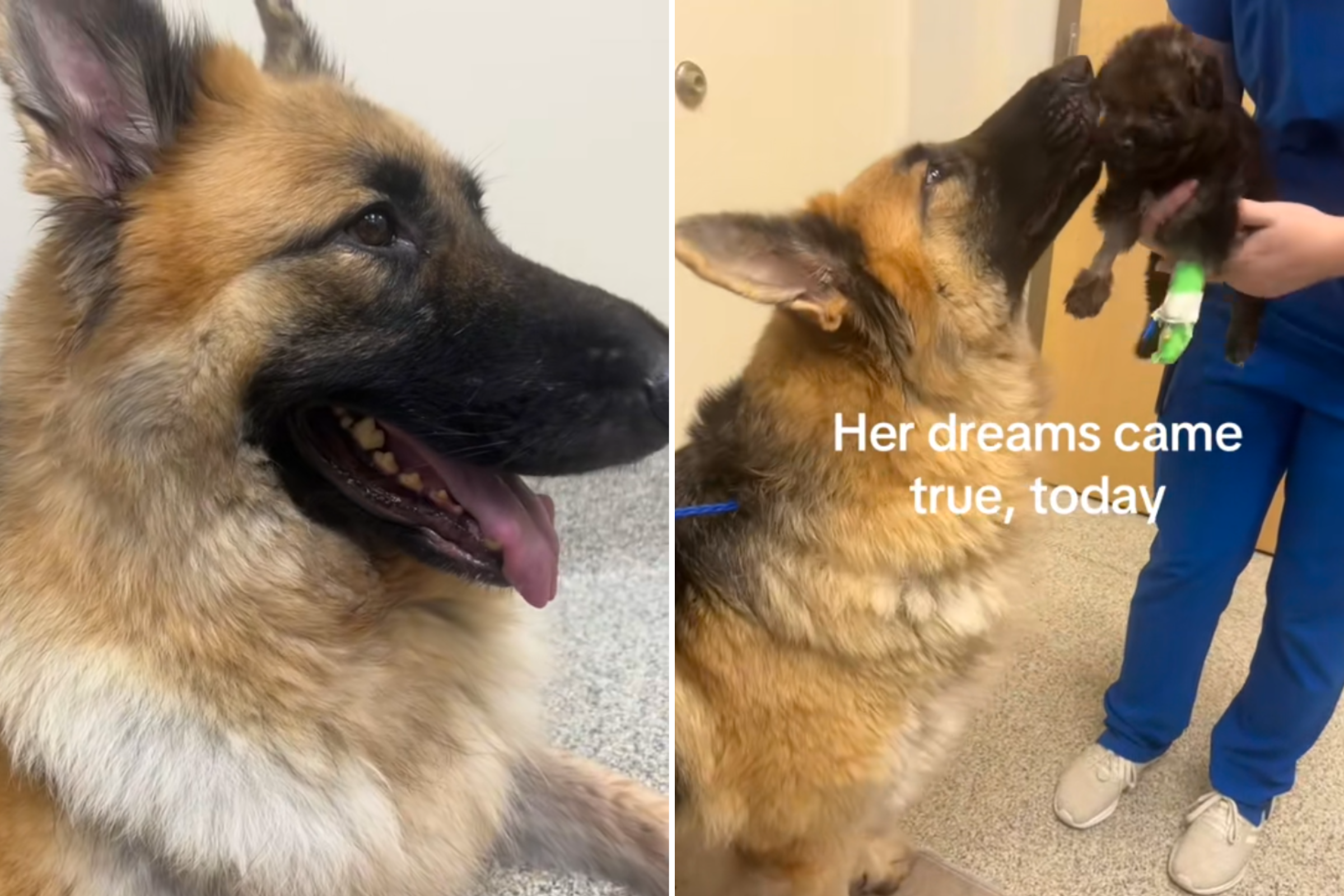 Tears as Depressed Dog Finally Reunites With Her Sick Puppy in Hospital