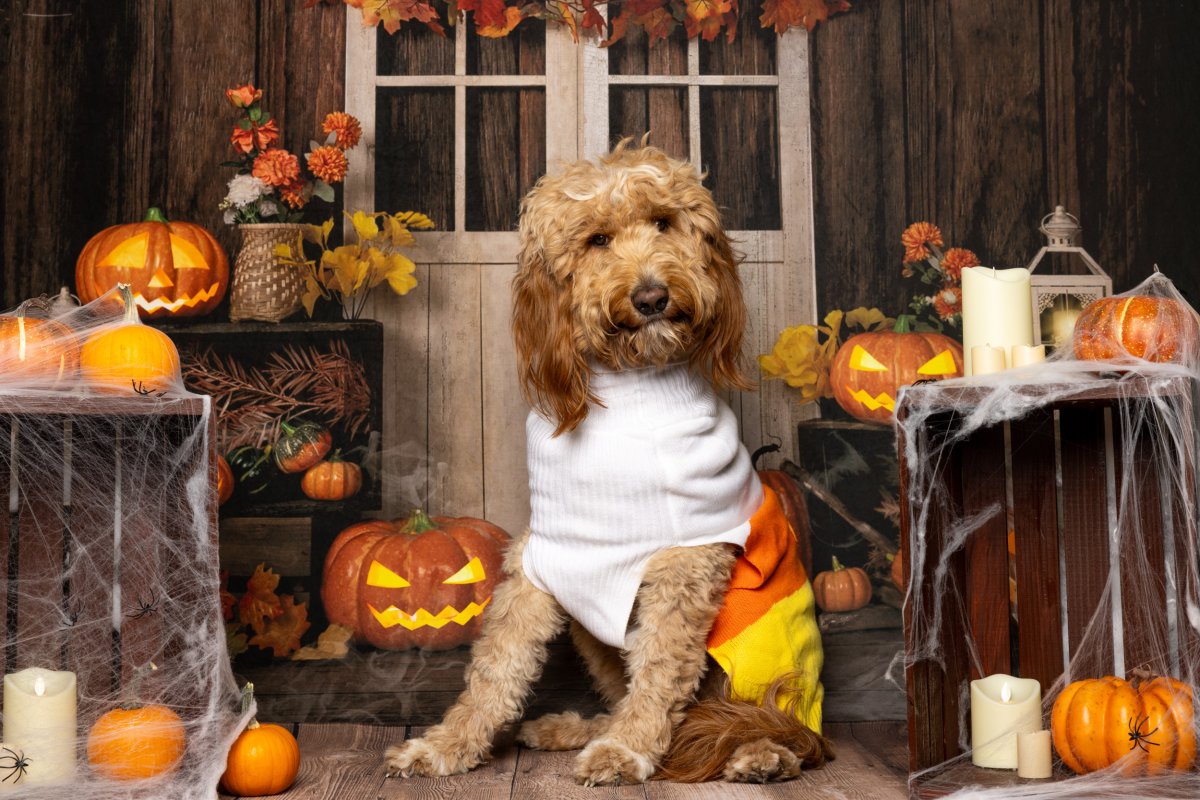 Goldendoodle Sits In Festive Halloween Setup