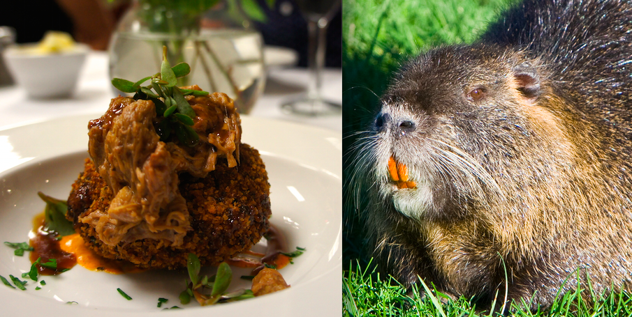 nutria rats orleans invasive eating cook species water