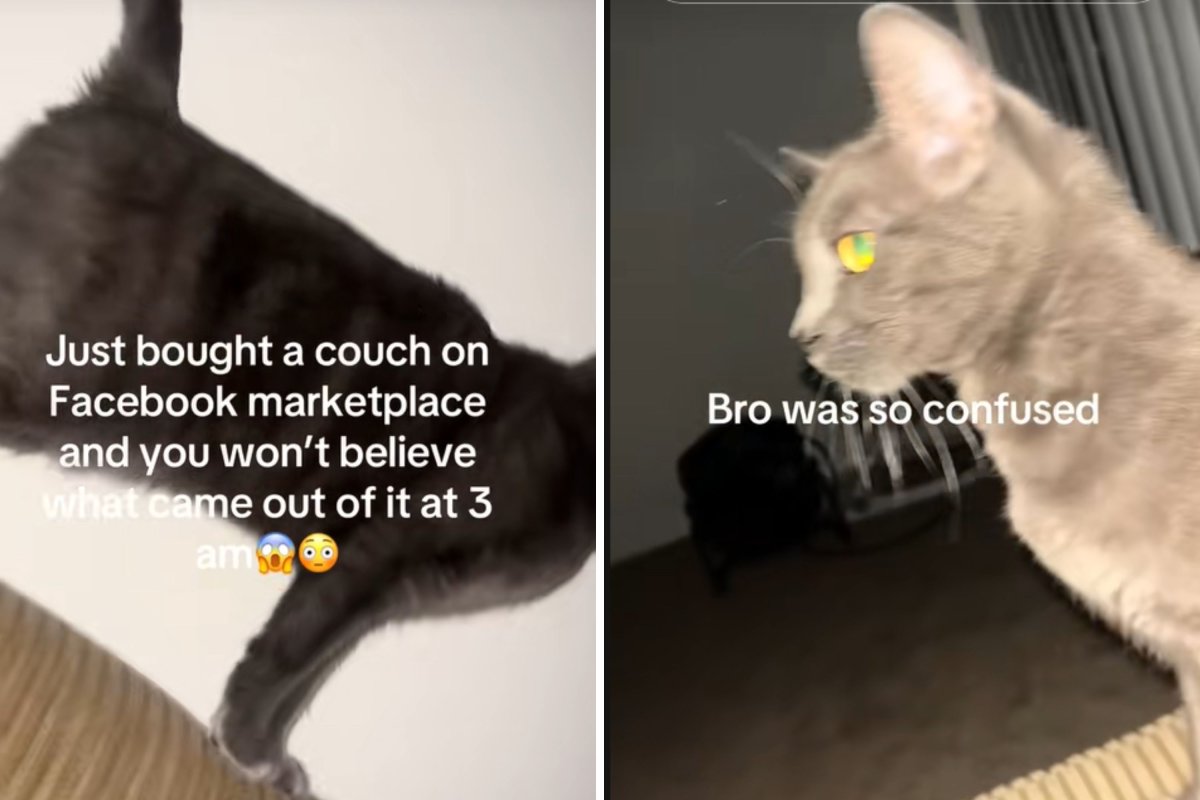 Cat comes from couch