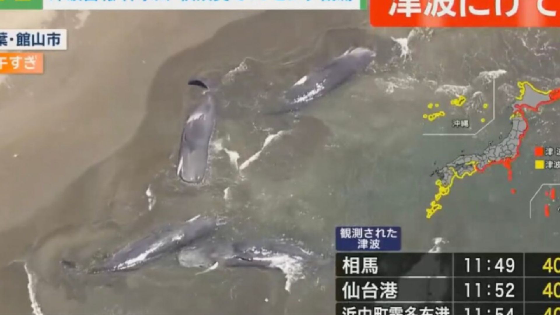 https://d.newsweek.com/en/full/2692812/whales-japan-tsunami.jpg