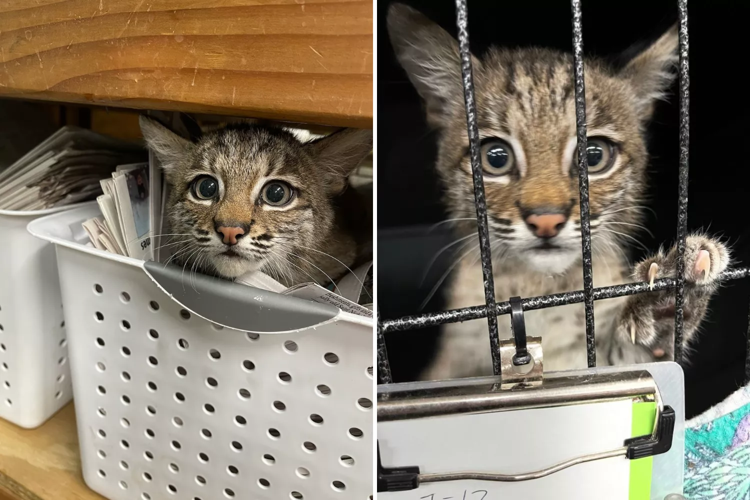 Do Bobcats Attack Cats: Shocking Truths Every Pet Owner Must Know